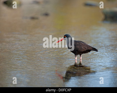 Black Oystercatcher feeding at Piper's Lagoon on the shores of Vancouver Island, British Columbia Canada.  SCO 8831 Stock Photo