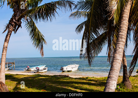 Coconut palms line the coast on Green Turtle Cay, Bahamas. Stock Photo