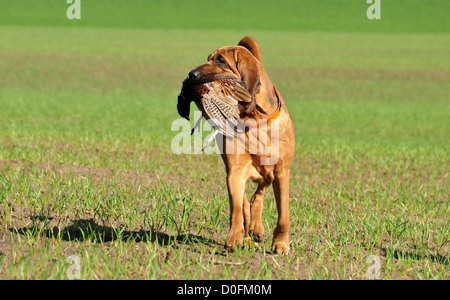 bloodhound with pheasant Stock Photo