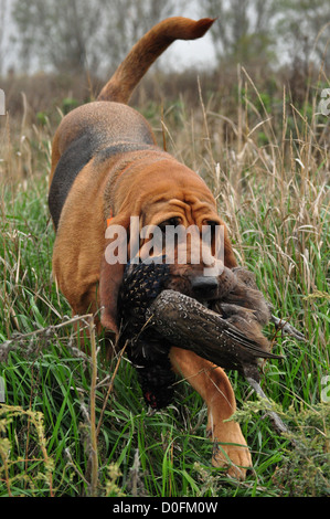 Bloodhound with pheasant Stock Photo