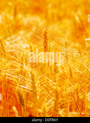 Heads of wheat grain with field in background Stock Photo