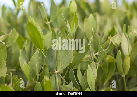 Jojoba (Simmondsia chinensis) Stock Photo