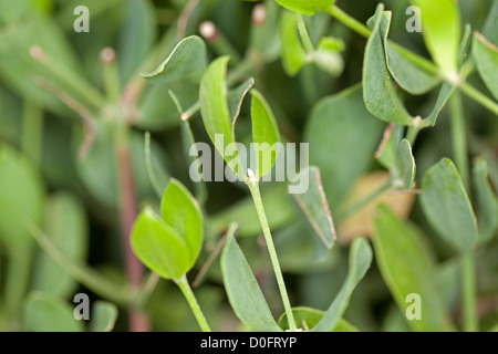 Jojoba (Simmondsia chinensis) Stock Photo