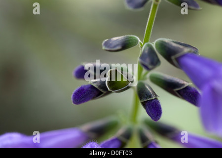 'Blue Ensign' Anise-scented sage, Paranasalvia (Salvia guaranitica) Stock Photo