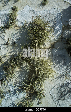 dh  LICHEN UK Ramalina siliquosa sea ivory lichen on grave stone usnea leafy fungus alga Stock Photo