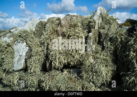 dh Ramalina siliquosa LICHEN UK Lichen sea ivory on stone wall scotland fungus alga leafy Stock Photo