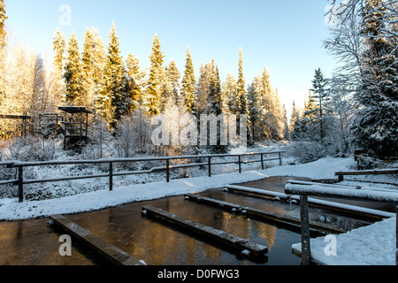 Gold panning in Tankavaara gold area Inari Lapland Finland Scandinavia Stock Photo