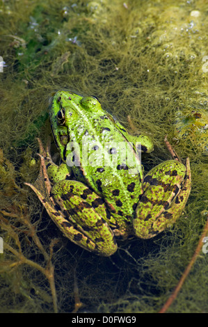 Edible Frog in swamp Stock Photo