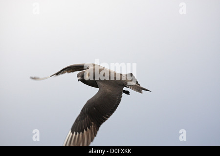 great skua in flight Stock Photo