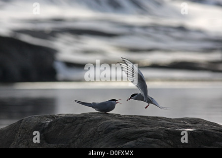 arctic tern feeding each other as part of courtship. Stock Photo