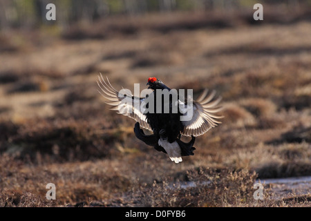 black grouse lekking on norwegian marsh Stock Photo