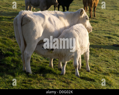 dh Cattle ANIMALS UK White Charolais cross cow feeding young calf cows suckler Stock Photo