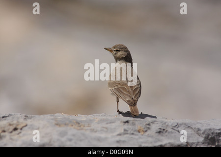 Desert lark perching on stone Stock Photo