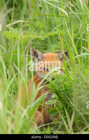 Young red fox (Vulpes vulpes) hidden in the grass. Europe Stock Photo