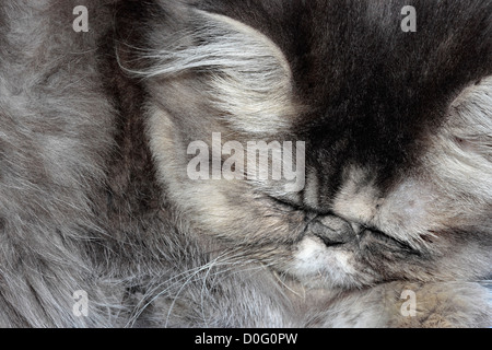 Sleeping Grey Persian Kitten Stock Photo
