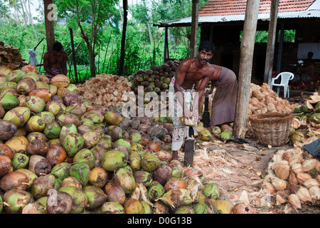 Men from Sri lanka splitting coconuts to get the fibre husk from it. Men are using a large knife Stock Photo
