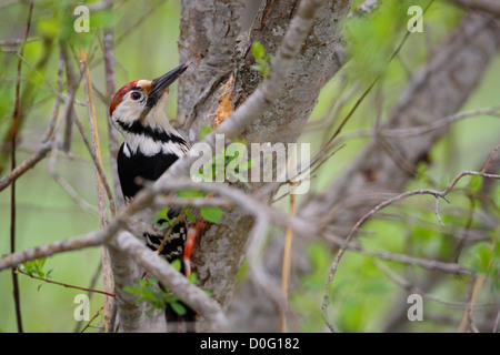 Male White-backed Woodpecker (Dendrocopos leucotos), Estonia Stock Photo