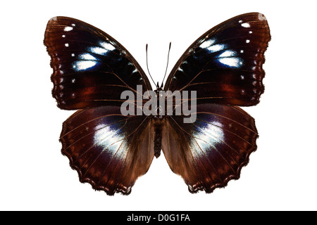 Butterfly species Hypolimnas bolina 'Great Eggfly' Stock Photo