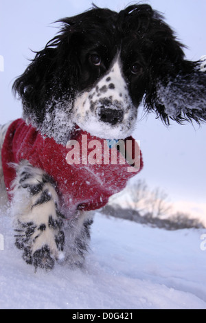 English Cocker Spaniel Dog Wearing coat in Snow with manic expression Stock Photo