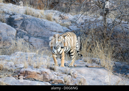 Tiger on rocky hillside Stock Photo