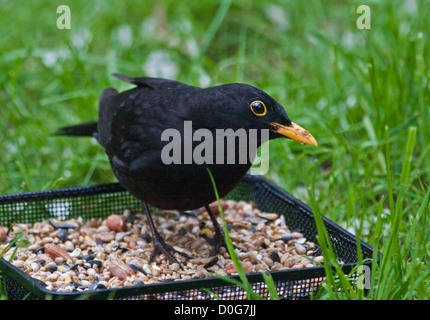 Blackbird male (turdus merula) on Bird Feeder Tray, UK Stock Photo