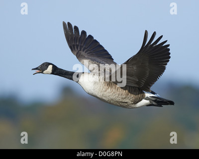 Canada goose in flight Stock Photo