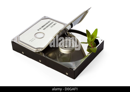 Green hard disk concept: Plant sprouting from hard disk Stock Photo
