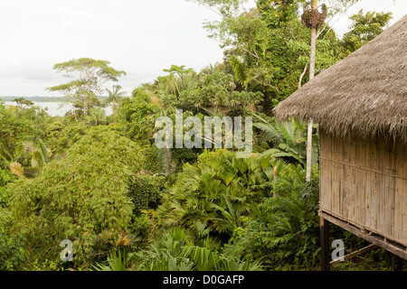 Dense Vegetation And Hut In Amazon Jungle Stock Photo