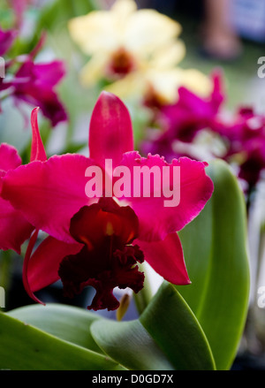 A yellow orchid with a deep red tongue lurks in the background while the dark magenta orchid takes center stage. Stock Photo