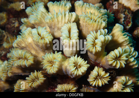Smooth flower coral (eusmilia fastigiata) in the Caribbean Sea around Bonaire, Dutch Antilles. Photo V.D. Stock Photo