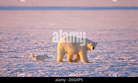 Arctic Fox Follows a Polar Bear as It Hunts