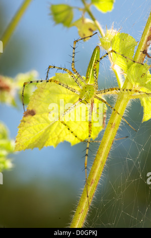 A green lynx spider, Peucetia viridans variation. Stock Photo