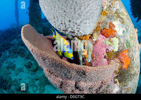 Queen Angelfish (Holocanthus ciliarisi), Bonaire, Netherland Antilles, Caribbean Stock Photo
