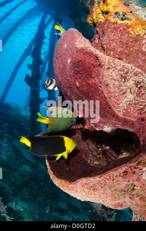 Queen Angelfish (Holocanthus ciliarisi), Rock beauty (Holacanthus tricolor), Bonaire, Netherland Antilles, Caribbean Stock Photo