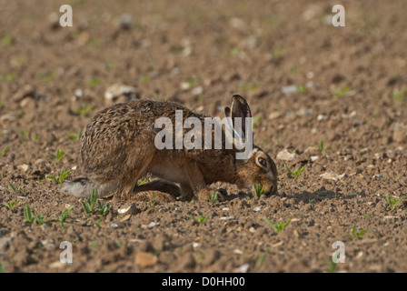 Brown Hare eating young sugar beet plants Stock Photo