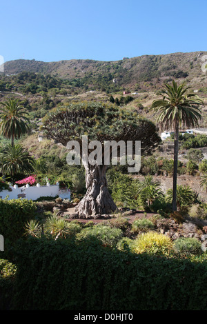 The Millennium Canary Islands Dragon Tree at the Parque del Drago (Dragon Park), Icod de los Vinos, Tenerife, Canary Islands. Stock Photo