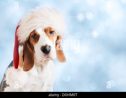 beagle in red hat on a blue background Stock Photo