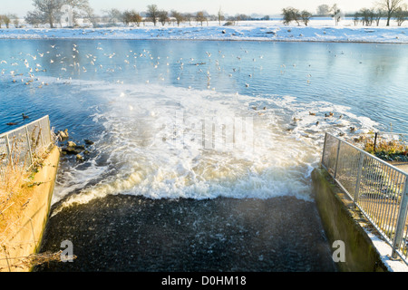 Warm treated sewerage from a Severn Trent Water treatment outlet on the River Trent attracting birds during Winter, Nottinghamshire, England, UK Stock Photo
