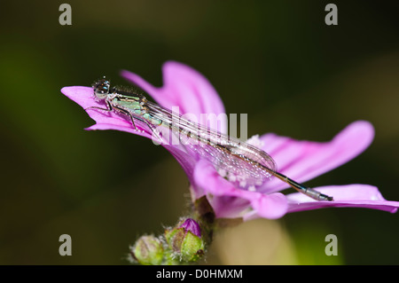 A teneral male blue-tailed damselfly (Ischnura elegans) with pollen grains sticking to its head, thorax and legs. Stock Photo