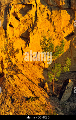 Wind Canyon sandstones with an aspen tree in spring, Theodore Roosevelt NP (South Unit), North Dakota, USA Stock Photo