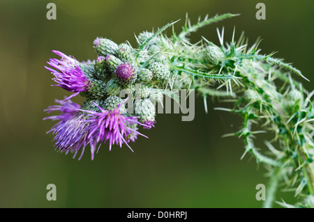A welted thistle (Carduus crispus) weighed down by flower buds at Southwater Woods, West Sussex. july. Stock Photo