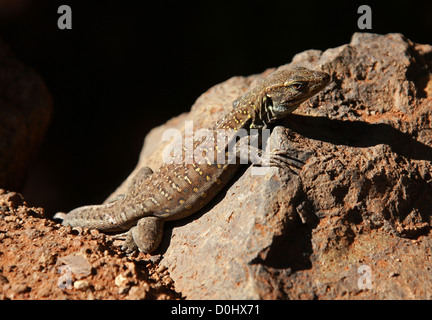 Tenerife or Gallot's Lizard, Western Canaries Lizard, Tizon Lizard, Gallotia galloti, Lacertidae. Icod de los Vinos, Tenerife. Stock Photo