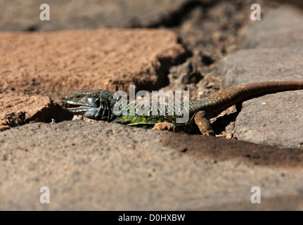 Tenerife or Gallot's Lizard, Western Canaries Lizard, Tizon Lizard, Gallotia galloti, Lacertidae. Icod de los Vinos, Tenerife. Stock Photo