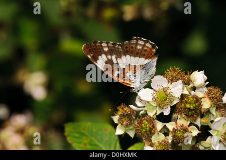 A white admiral butterfly (Limenitis camilla) feeding on bramble flowers at Southwater Woods, West Sussex. july. Stock Photo