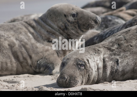 Grey seals resting on beach at Horsey, Norfolk, UK, with seal looking to camera. Stock Photo
