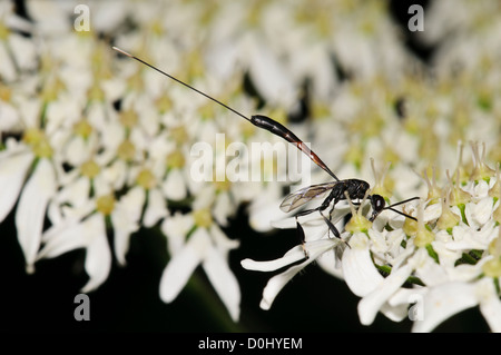 An adult female parasitic wasp (Gasteruption jaculator) feeding on an unidentified white umbellifer at Southwater Woods. Stock Photo