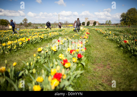 A pick your own tulip farm in Farrington Gurney, Somerset, England, UK. Stock Photo