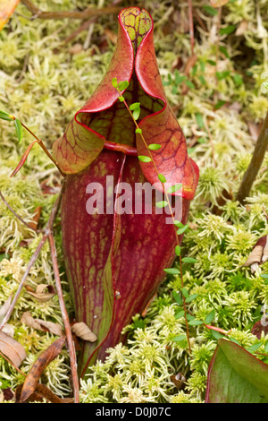 Northern Pitcher Plant, (Sarracenia purpurea), North Springfield Bog, Vermont, close up Stock Photo