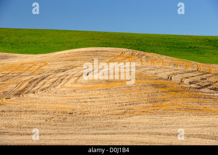 Palouse farmland in spring, near Palouse, Washington, USA Stock Photo