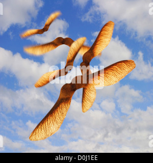 Winged Maple Seeds Twirling, Flying Down Stock Photo